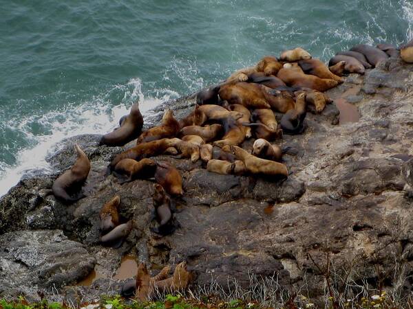 Kathy Long Art Print featuring the photograph Sea Lions 3 by Kathy Long