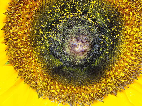 Sunflower Art Print featuring the photograph Seeds by Shannon Grissom