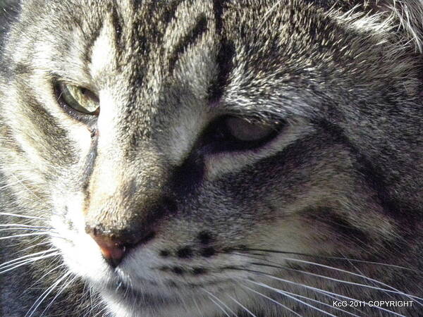 Cat Art Print featuring the photograph Serious by Kim Galluzzo