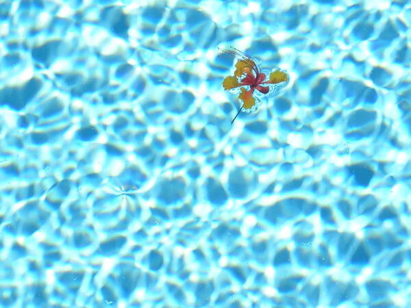 Flowers In Pool Art Print featuring the photograph Set Adrift 2 by Kip Vidrine