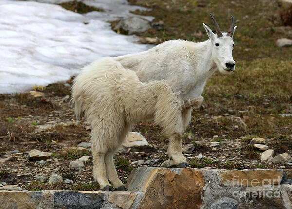 Animal Art Print featuring the photograph Shedding Mountain Goat by Carol Groenen
