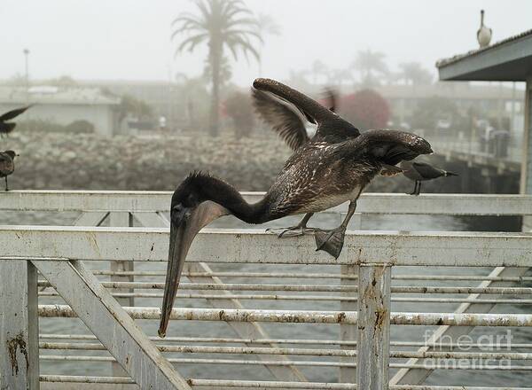 California Brown Pelican Standing On A Metal Fence... At Shelter Island Art Print featuring the photograph Shelter Island by Dean Robinson