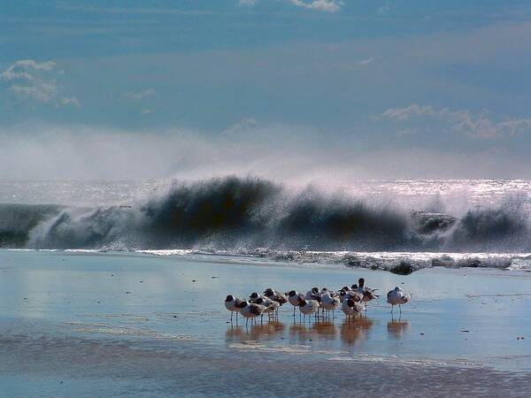 Seagulls Art Print featuring the photograph SHORELINES Gulls in wait by William OBrien