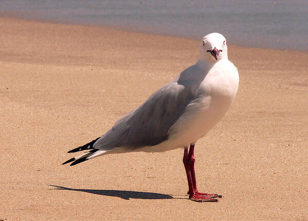 Seagull Art Print featuring the photograph Silver Gull - a portrait by Jocelyn Kahawai