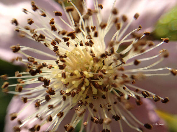 Macro Art Print featuring the photograph Small Seeds by Chriss Pagani