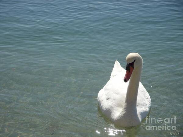 Swan Art Print featuring the photograph Soulmate One by Laurence Oliver