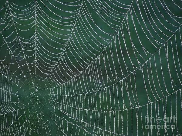 Spider Art Print featuring the photograph Spider Web With Dew Drops by Chad and Stacey Hall