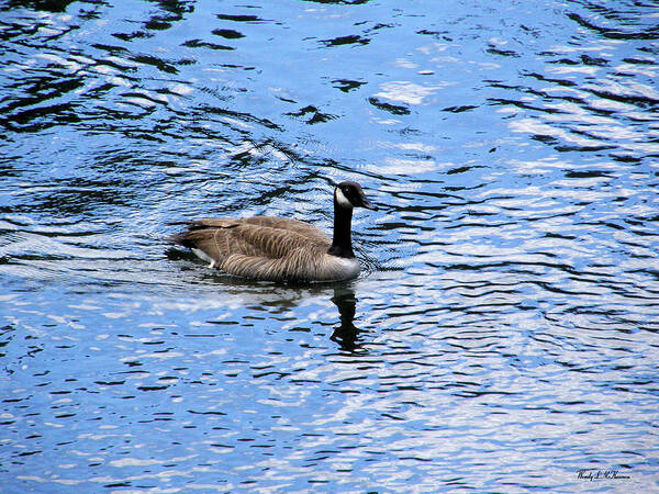 Goose Canvas Prints Art Print featuring the photograph Spring Goose by Wendy McKennon