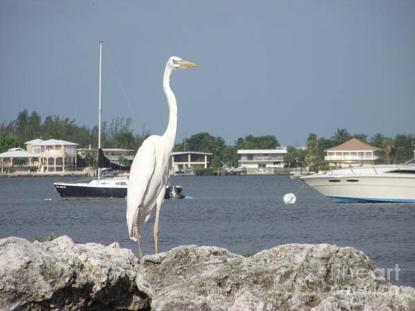 Key Largo Shoreline Art Print featuring the photograph Standing Guard by Michelle Welles