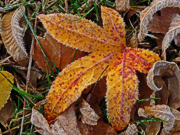 Leaf Art Print featuring the photograph Starfish by William Fields