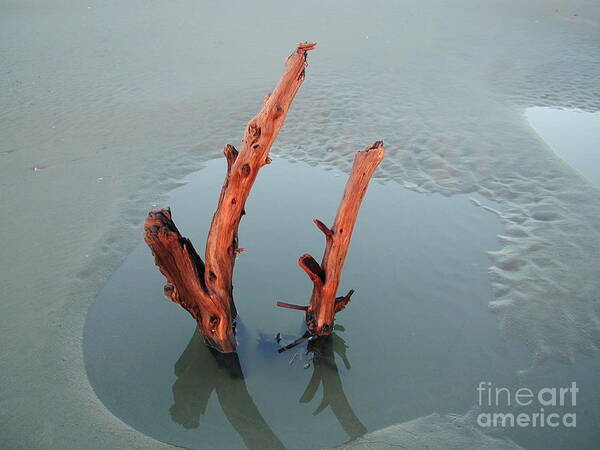Driftwood Art Print featuring the photograph Sticks in the Mud by Judee Stalmack