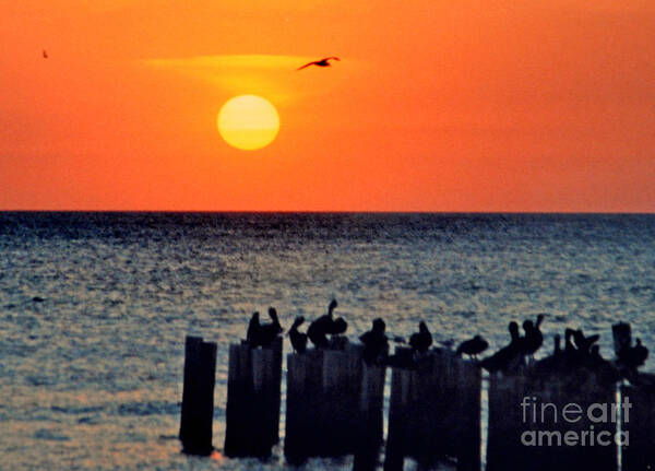 Sunset Art Print featuring the photograph Sunset in Florida by Lydia Holly