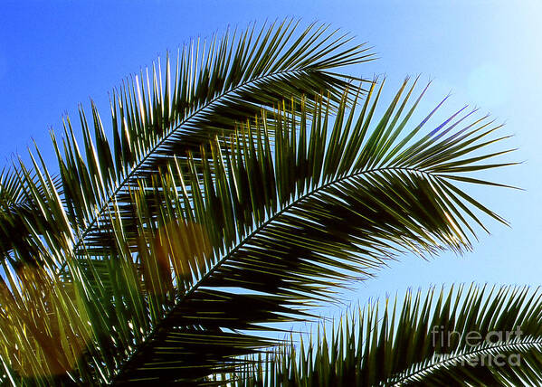 Sunshine Art Print featuring the photograph Sunshine Palm by Amanda Jones