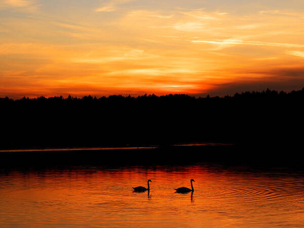 Swan Art Print featuring the photograph Swans in the sunset by Ivan Slosar