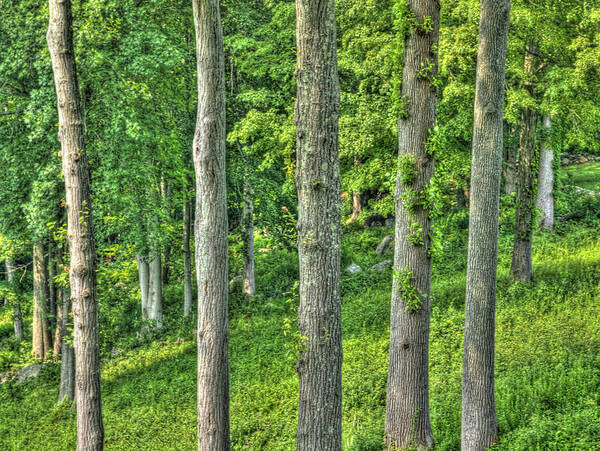 The Forest Through The Trees Art Print featuring the photograph The Forest Through The Trees by Paul Wear