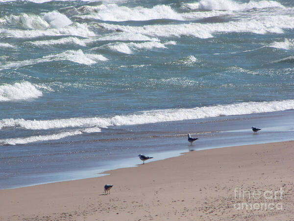 Indiana Dune Art Print featuring the photograph The Four Gulls by Cedric Hampton