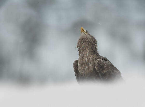 White-tailed Sea Eagle Art Print featuring the photograph The Watcher by Andy Astbury