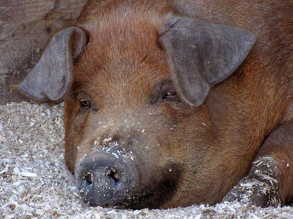 Pigs Art Print featuring the photograph This Little Piggy Took a Nap by Lori Lafargue