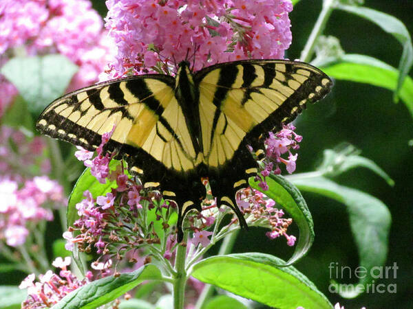 Butterfly Art Print featuring the photograph Tiger Swallowtail Butterfly by Randi Shenkman