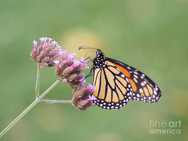 Monarch Art Print featuring the photograph To Go Or Not To Go by Robert E Alter Reflections of Infinity LLC