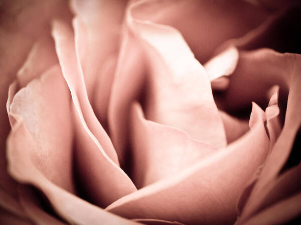 Rose Photographs Art Print featuring the photograph Transfigured Rose by Melody Carr