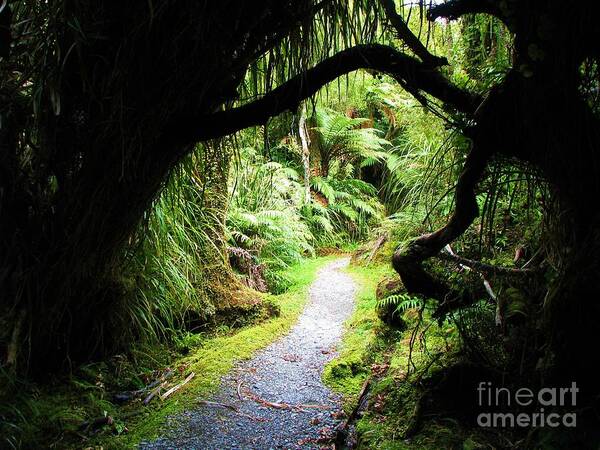 Trail Art Print featuring the photograph Tree Tunnel by Michele Penner