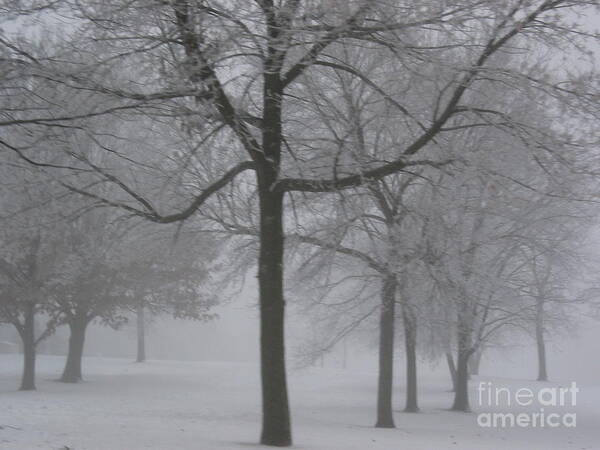Trees Art Print featuring the photograph Trees in the Winter by Yumi Johnson