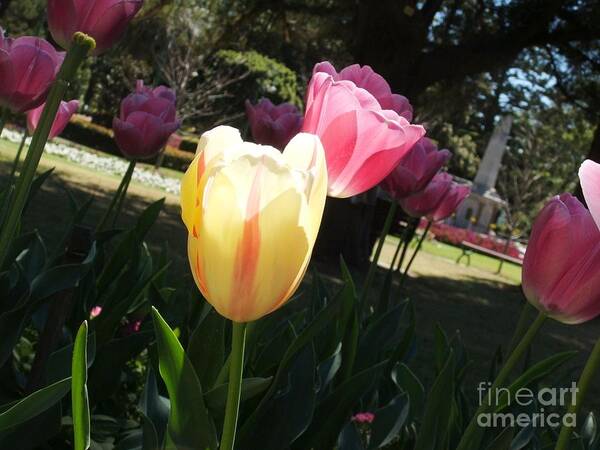 Tulips Art Print featuring the photograph Tulips 2 by Therese Alcorn