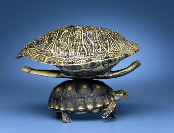 Horizontal Art Print featuring the photograph Turtle With Larger Shell On Back by Jeffrey Hamilton