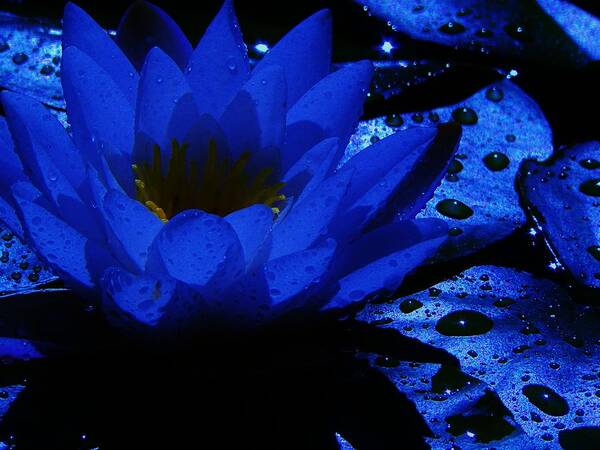 Water Lily Art Print featuring the photograph Twilight by Barbara St Jean