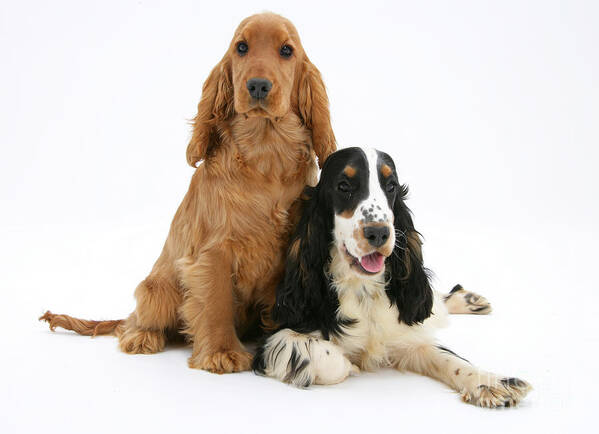 Animal Art Print featuring the photograph Two Cocker Spaniels by Mark Taylor
