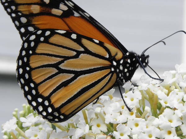 Monarch Art Print featuring the photograph Up Close And Personal by Kim Galluzzo Wozniak