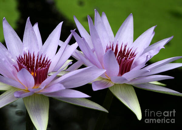 Macro Art Print featuring the photograph Water Lily Twins by Sabrina L Ryan