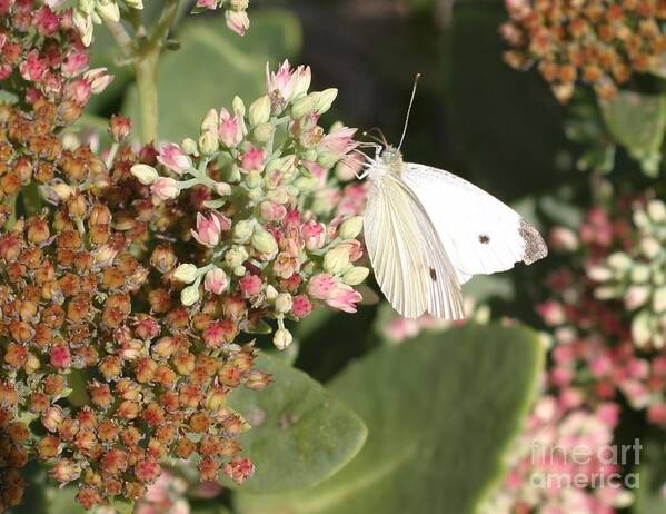 Butterfly Art Print featuring the photograph White Cabbage by Living Color Photography Lorraine Lynch