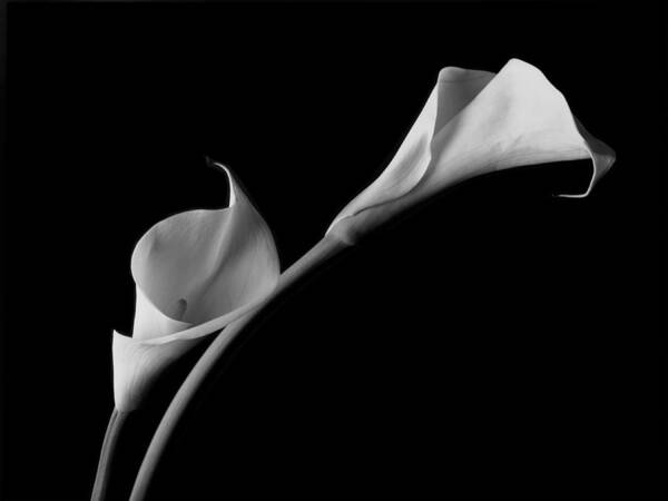 White Calla Lilies Art Print featuring the photograph White Calla Lilies by John Wong