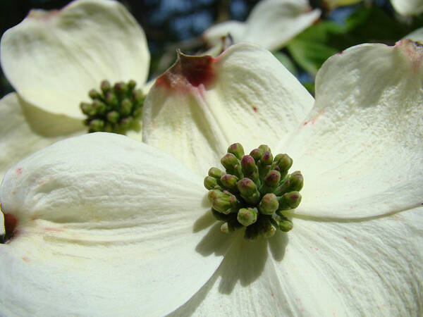 Dogwood Art Print featuring the photograph White Dogwood Flowers art prints Floral by Patti Baslee