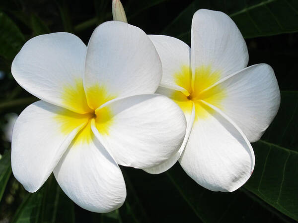 Plumeria Art Print featuring the photograph White Plumerias by Shane Kelly