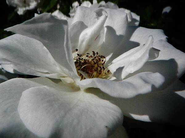 White Rose Art Print featuring the photograph White Rose by Daniele Smith