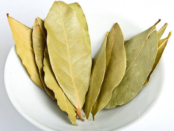 Laurus Nobilus Art Print featuring the photograph Whole Bay Leaves by Photo Researchers