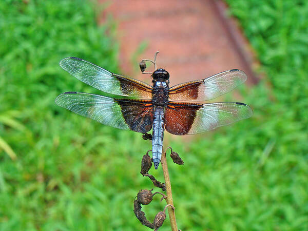 Dragonfly Art Print featuring the photograph Widow Skimmer Dragonfly - Libellula luctuosa by Carol Senske