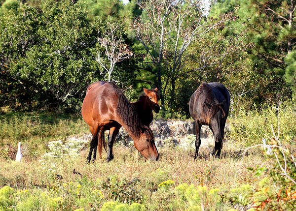 Wild Spanish Mustang Art Print featuring the photograph Wild Spanish Mustangs Corolla North Carolina by Kim Galluzzo
