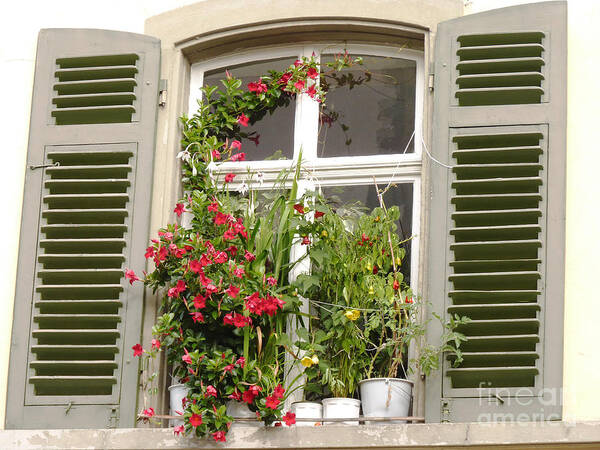 Window Art Print featuring the photograph Window with flower pots by Eva-Maria Di Bella