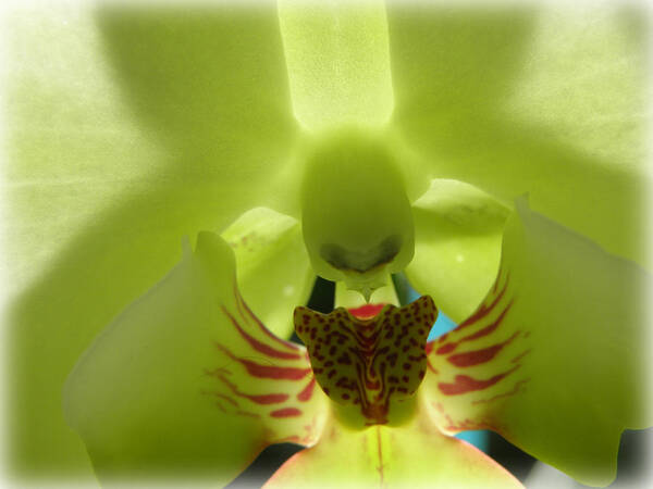 Orchid Art Print featuring the photograph Winged Orchid by Kim Galluzzo