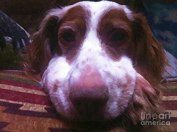 Brittany Spaniel Art Print featuring the photograph Winston's Nose by Xine Segalas