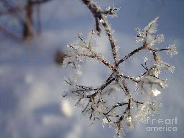 Winter Art Print featuring the painting Winter crystals by Susan Fisher