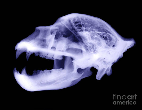 Kodiak Bear Art Print featuring the photograph X-ray Of Kodiak Bear Skull by Ted Kinsman