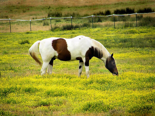 Horse Canvas Prints Art Print featuring the photograph Yellow Fields Horse by Wendy McKennon