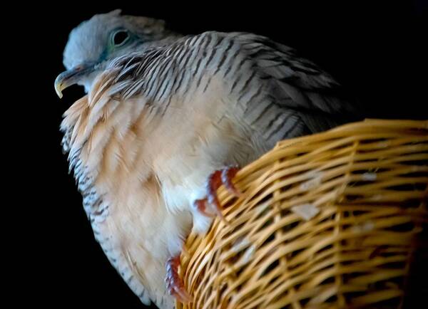 Zebra Dove Art Print featuring the photograph Zebra Dove from Above by DigiArt Diaries by Vicky B Fuller