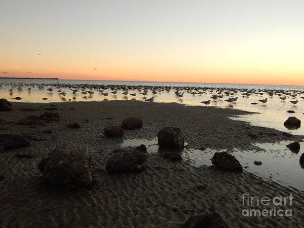 After Sunset Sky Glows Pale Orange At The Horizon As The Fading Light In The Sky Reflects In The Low Tide.sea Birds All Seem To Stare In The Same Direction Standing In The Shallows. Art Print featuring the photograph Beach rocks barnacles and birds by Priscilla Batzell Expressionist Art Studio Gallery