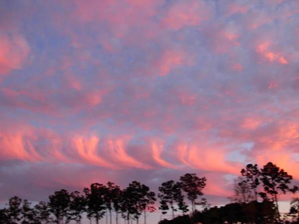 Salmon Cloud Formations At Sunset Art Print featuring the photograph Salmon Cloud Parade at Sunset by Jeanne Juhos